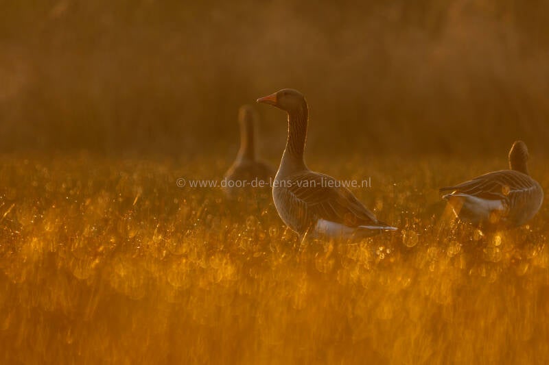 Grauwe ganzen met mooi ochtendlicht