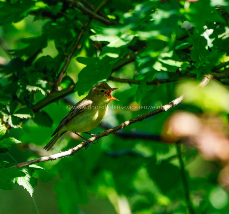 ** zingende spotvogel