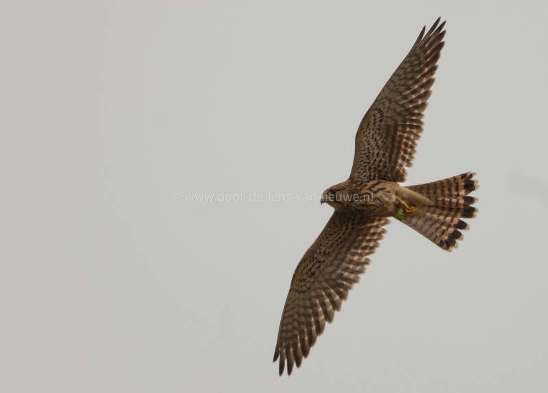 Vliegende torenvalk met sabelsprinkhaan.