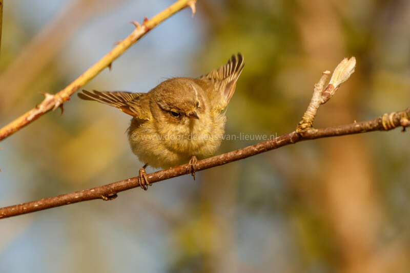 Tjiftjaf die zijn vleugels beweegt.