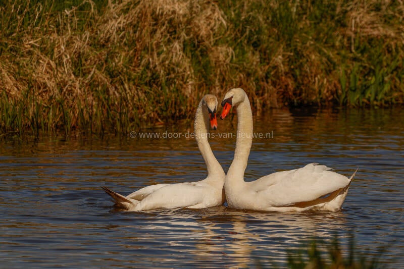 Baltsende knobbelzwanen.
