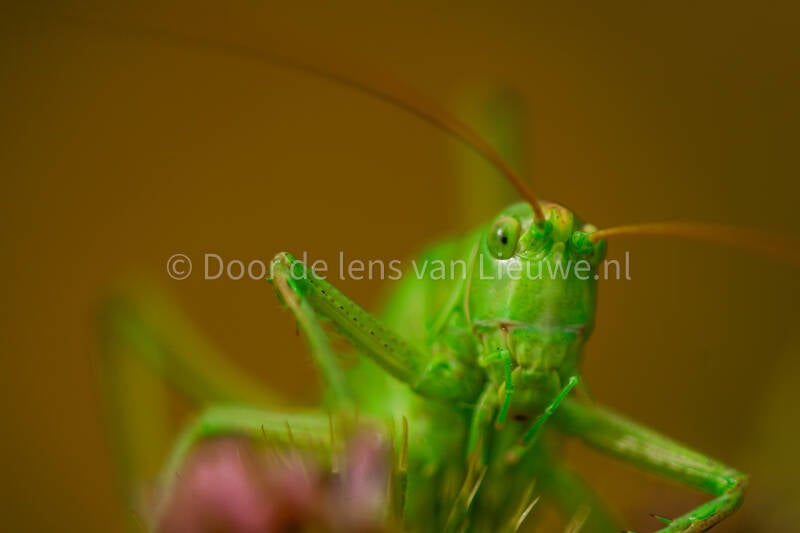 grote groene sabelsprinkhaan