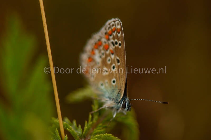 *heideblauwtje 