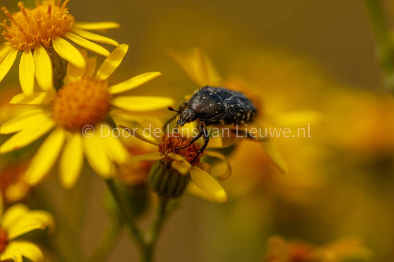 ***rouwende gouden tor