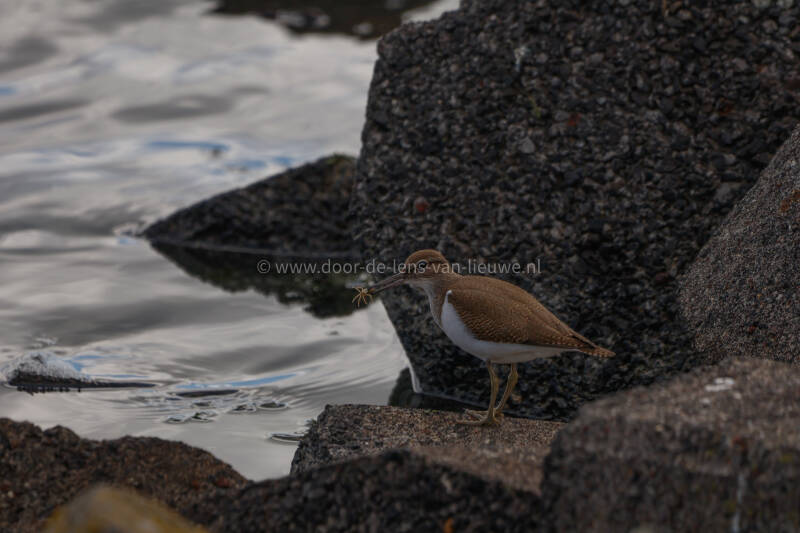 Witgat met klein krabbetje.