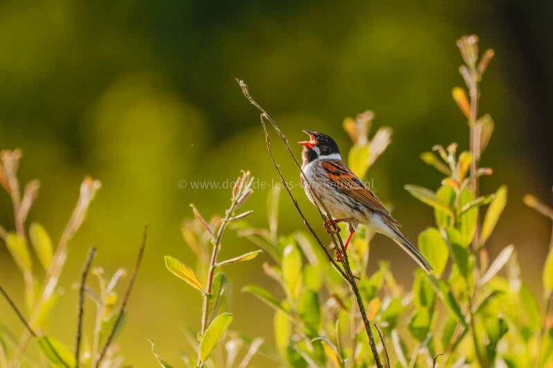 * Zingende rietgors.