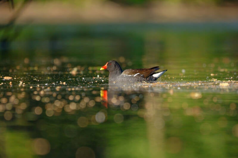 waterhoen met bokeh.