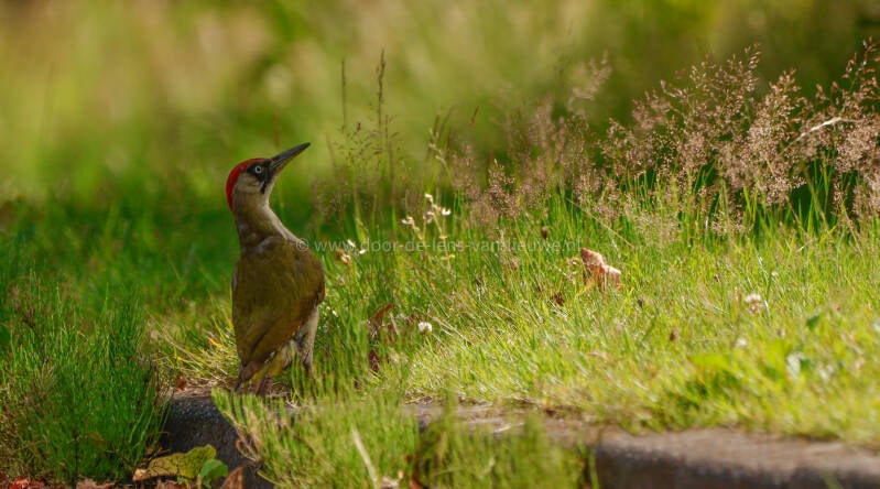 groene specht vrouw.