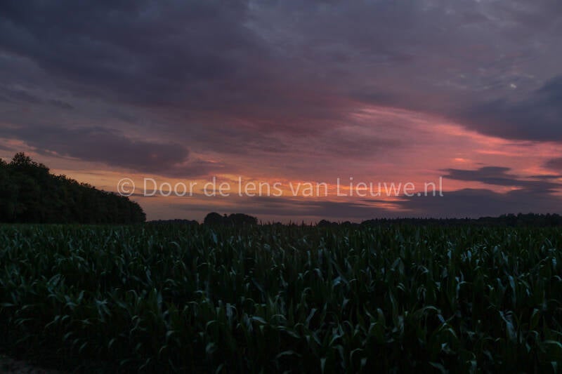 zonsondergang maisveld