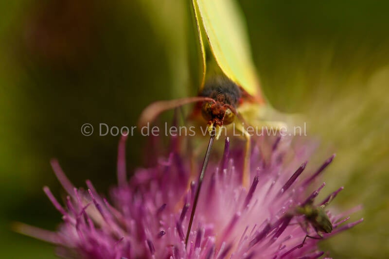 * citroenvlinder portret