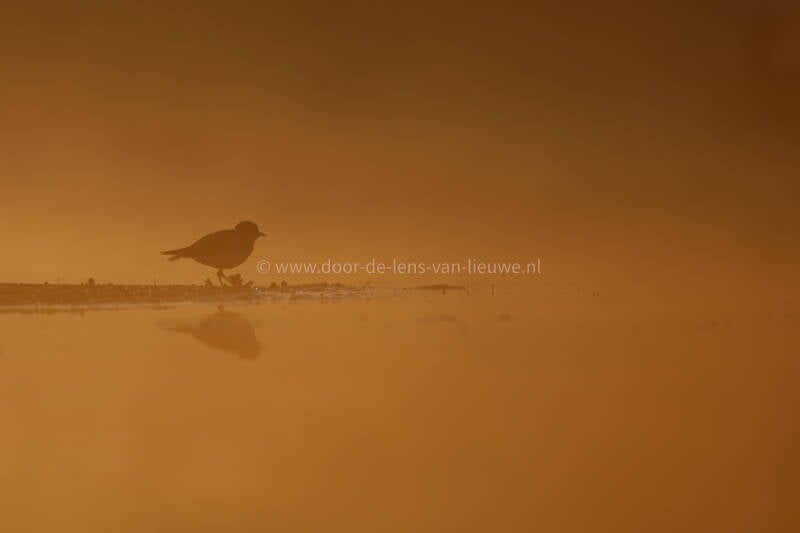 * Kleine plevier in ochtendlicht.
