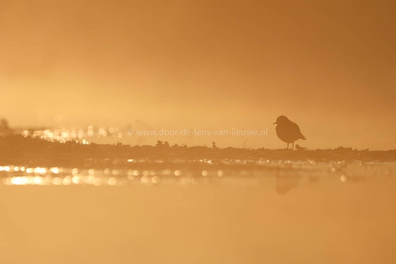 * Kleine plevier in ochtendlicht.