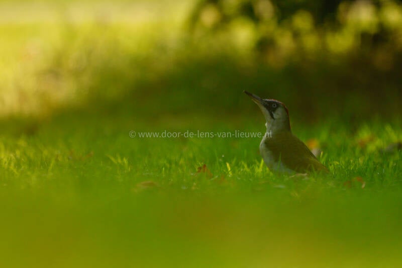 Groene specht vrouw.