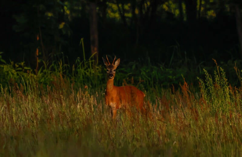 mannelijk ree in avondzon