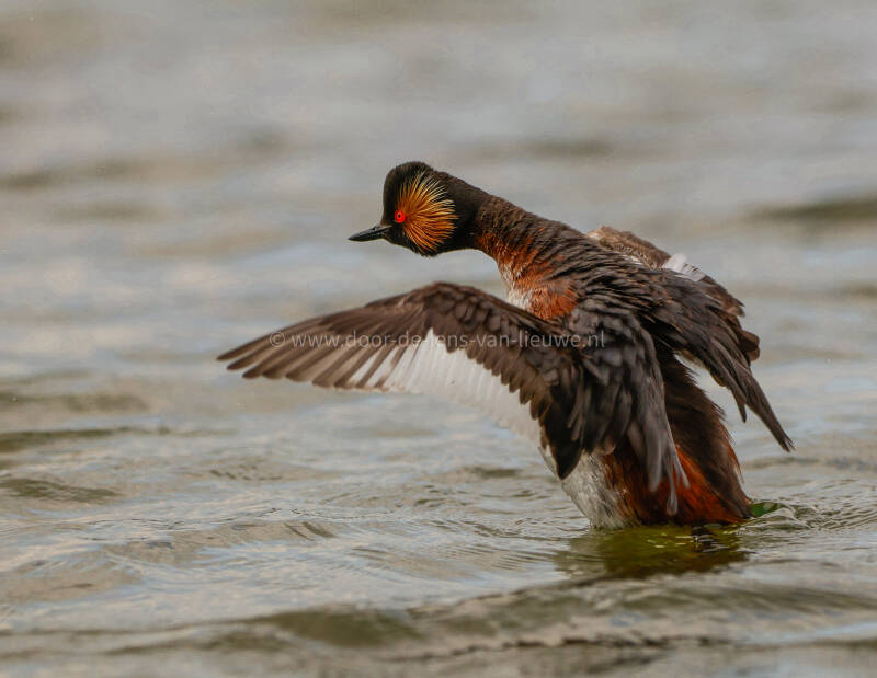 ** geoorde fuut die zich uitschudt.