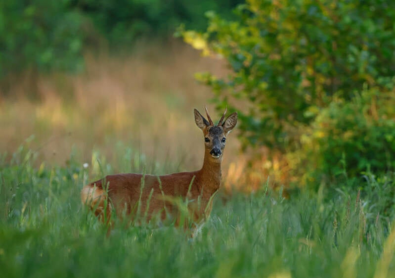 reebok in het hoge gras