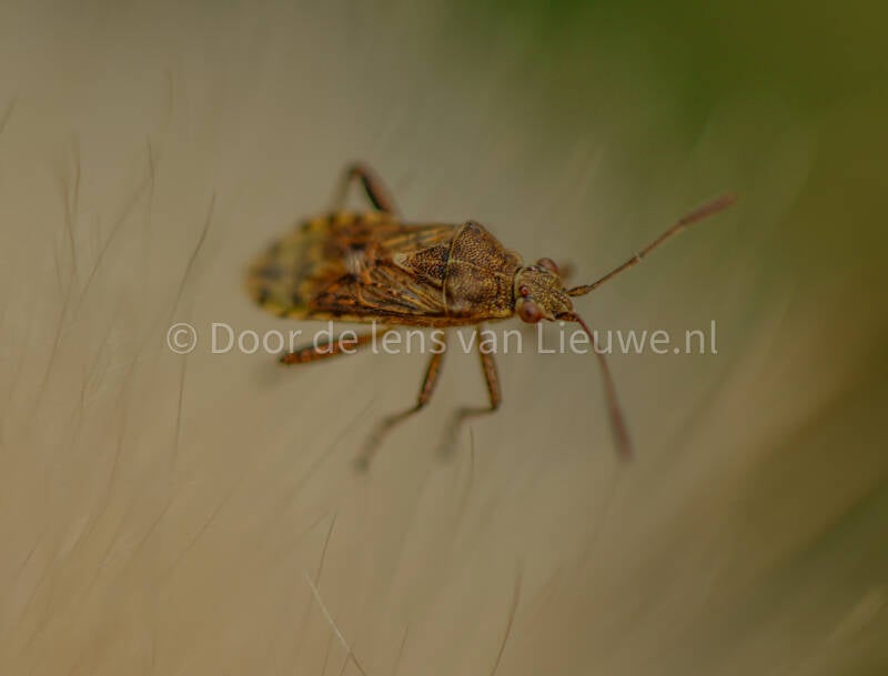 ** brilglasvleugelwants