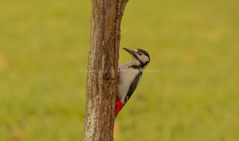 Grote bonte specht man.