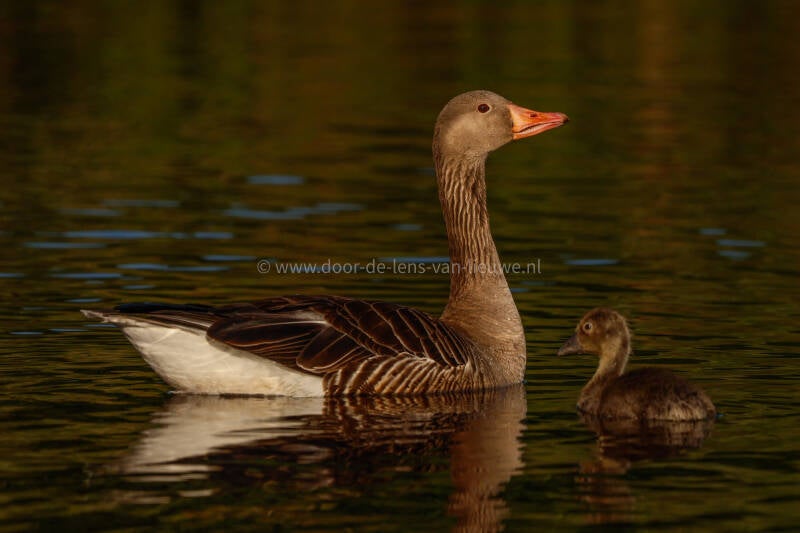 Grauwe gans met jong.