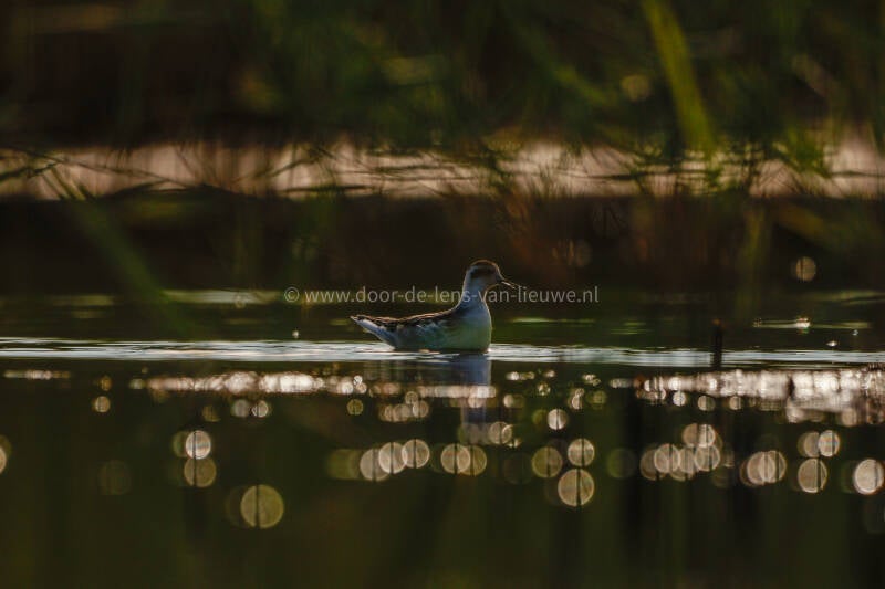 *** grauwe franjepoot tegenlicht