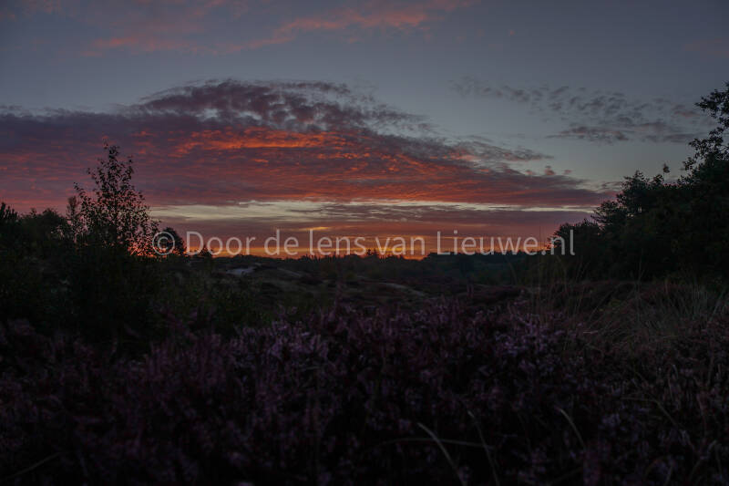 landschap zonsopkomst met heide in bloei