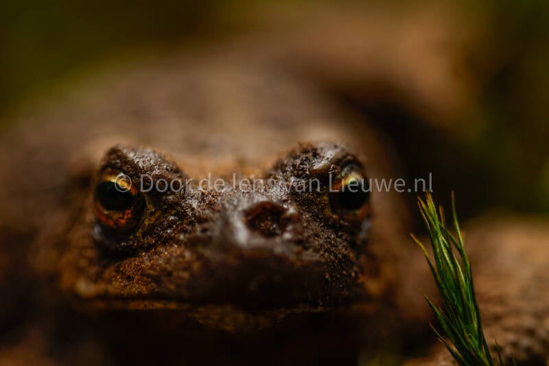 gewone pad kopportret 