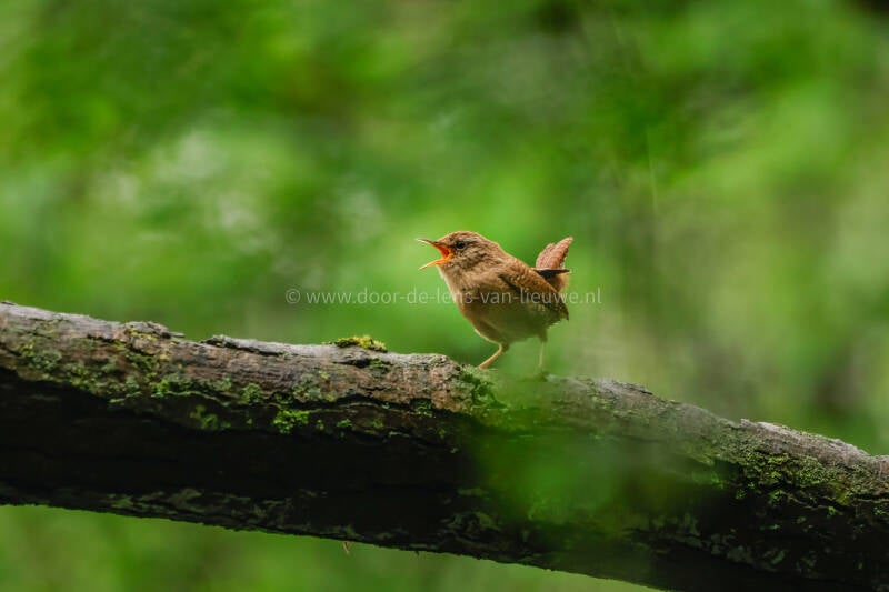 Zingende winterkoning