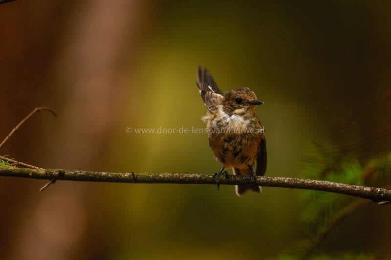 ** Bonte vliegenvanger.