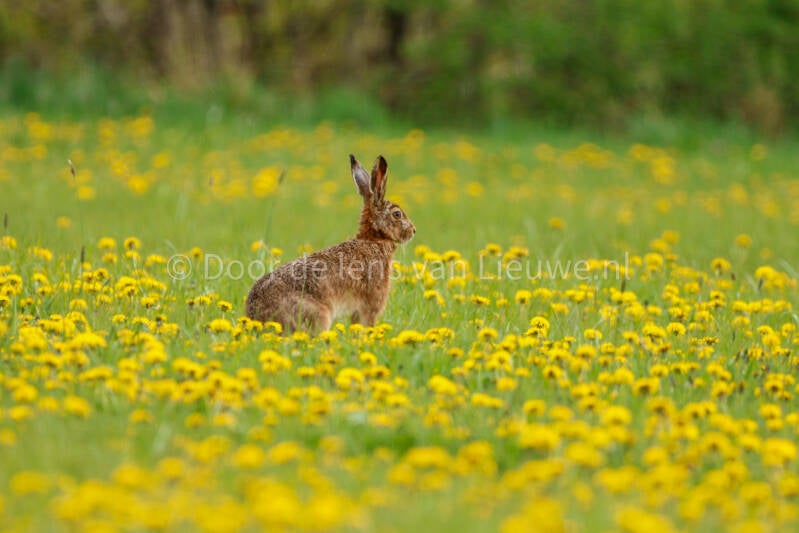 haas in paarde bloemen landschap