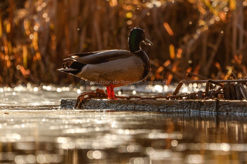 Wilde eend man tegenlicht