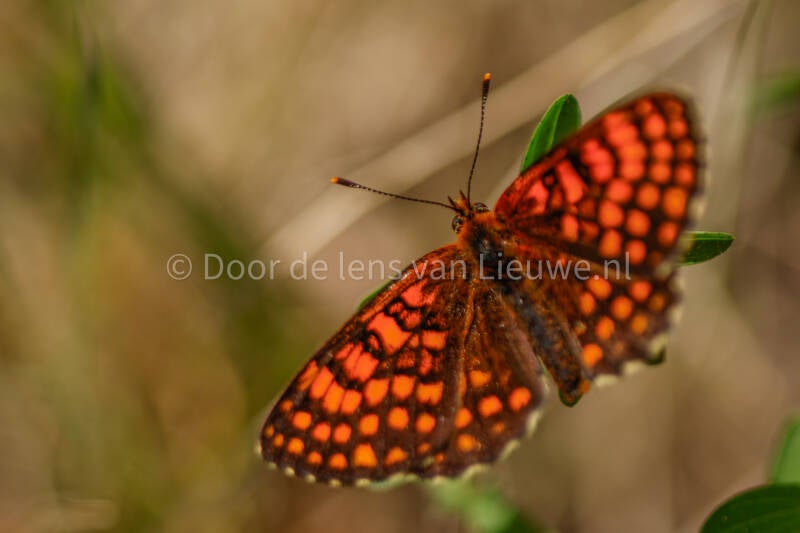 ***bosparelmoervlinder