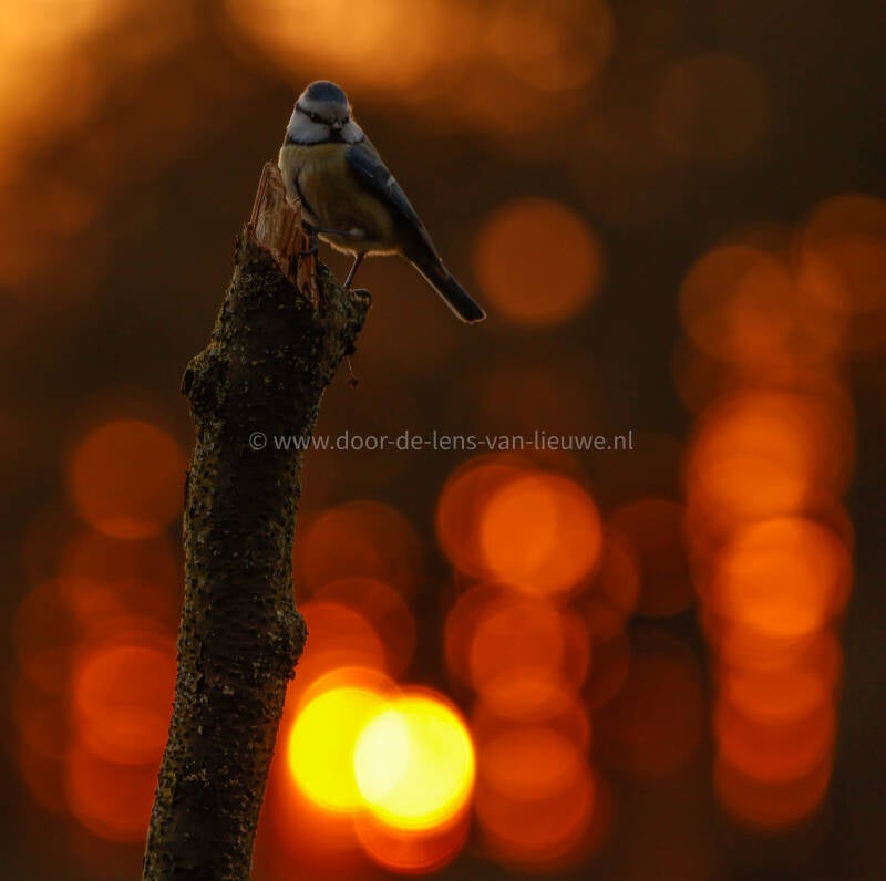 Pimpelmees zonsondergang