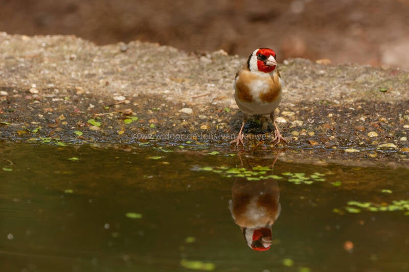 * Putter met weerspiegeling 