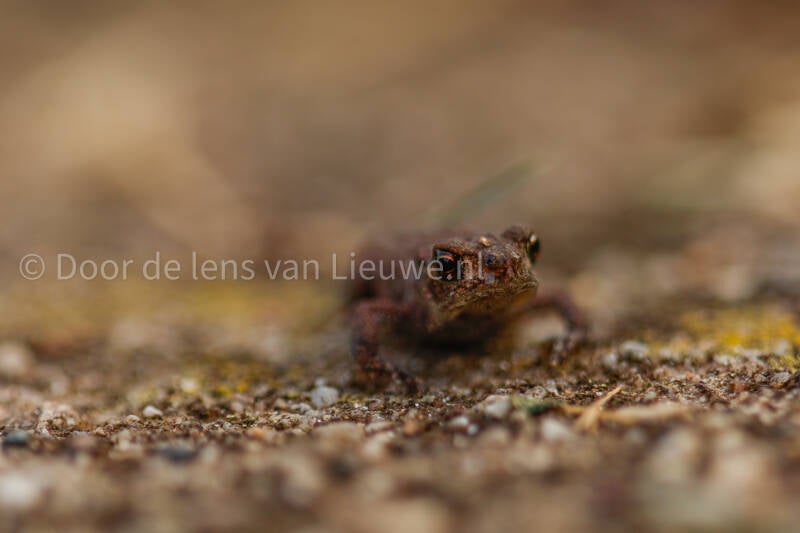 juveniele gewone pad