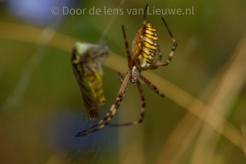 ** wespspin met moerassprinkhaan