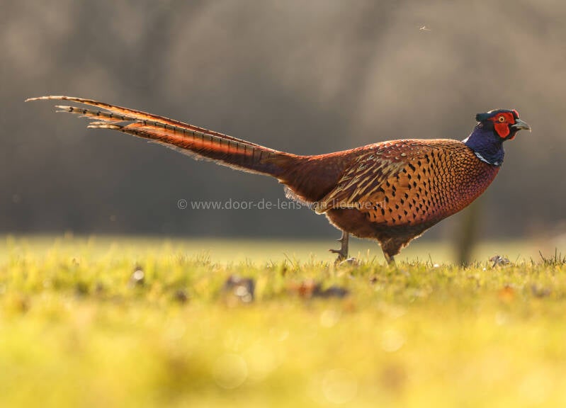 fazant man tegenlicht.