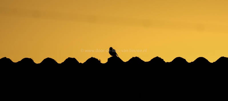 Witte Kwikstaart gouden uur.