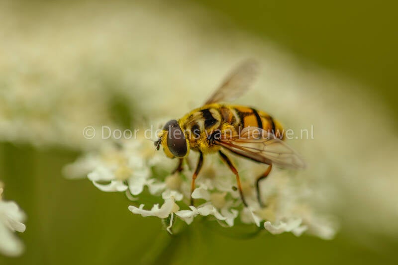 **doodskopzweefvlieg