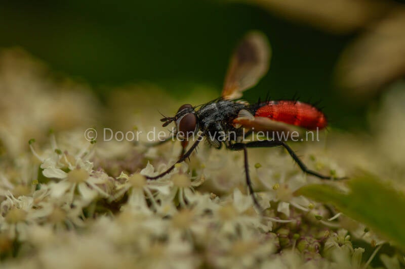 cylindromyia bicolor