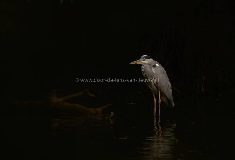 Blauwe reiger met donkere achtergrond 