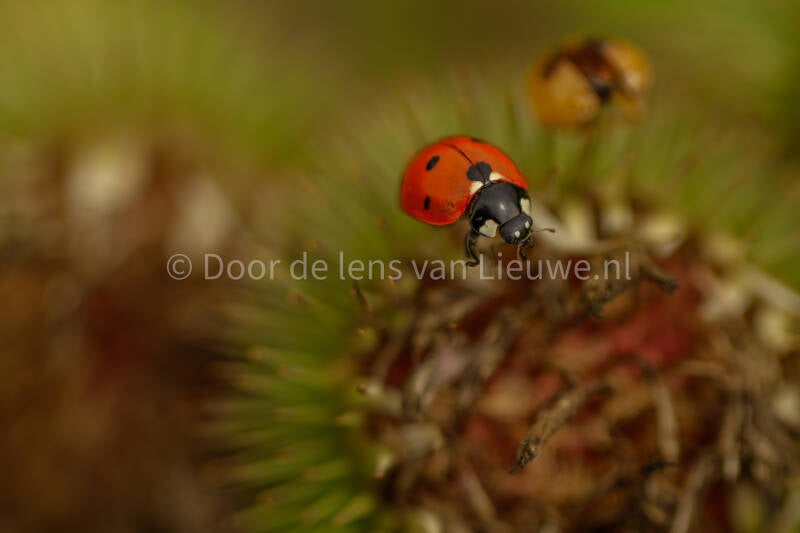 lieveheersbeestje met eigen vervelling 