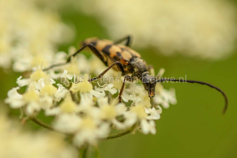 ** gevlekte smalboktor