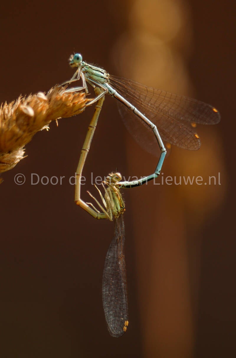 ** paring blauwe breedscheenjuffer