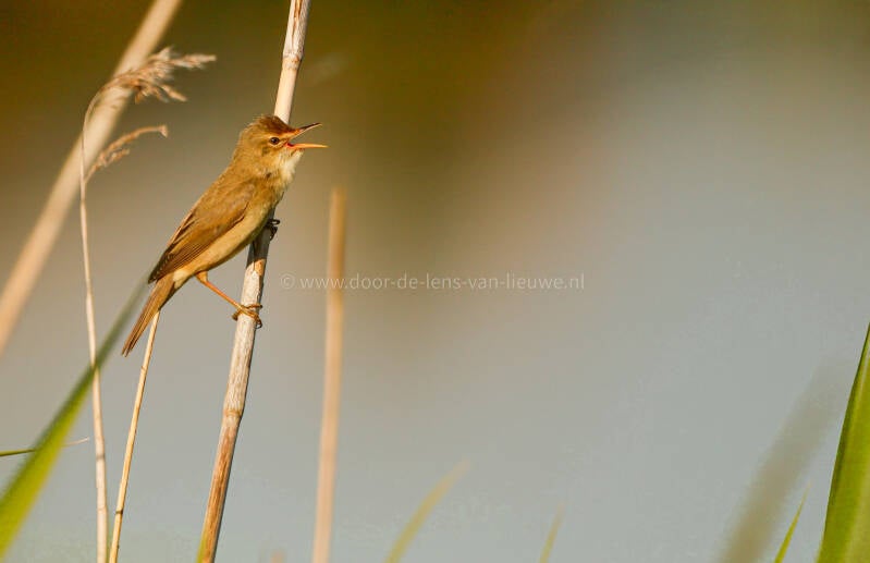 ** Zingende bosrietzanger.