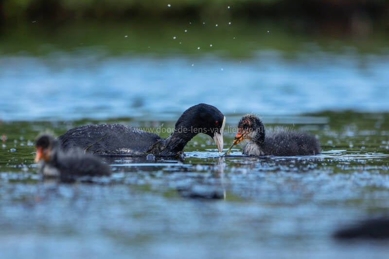 Meerkoet met jongen. 