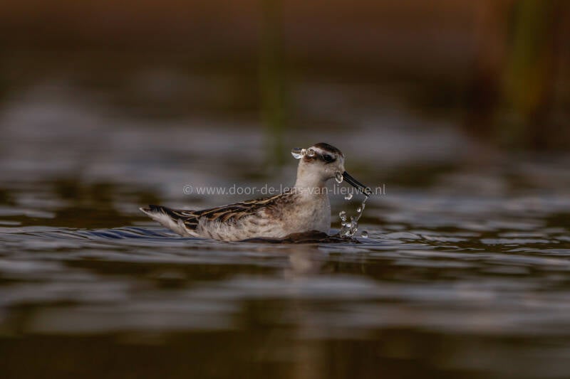 *** Grauwe franjepoot aan het jagen.