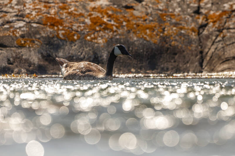 Grote Canadese gans in tegenlicht sfeertje.