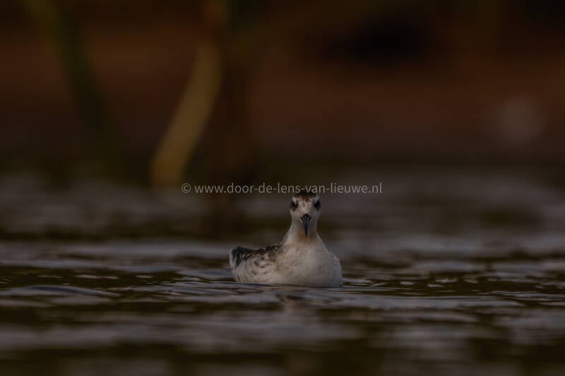 *** Grauwe franjepoot kijkt mijn lens in.