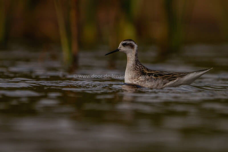 *** Grauwe franjepoot 