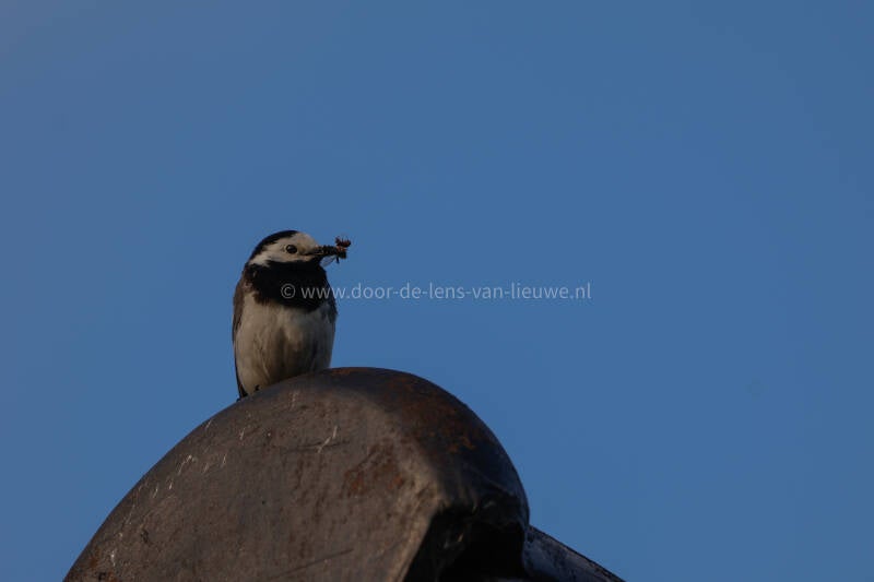 Witte kwikstaart met insecten.